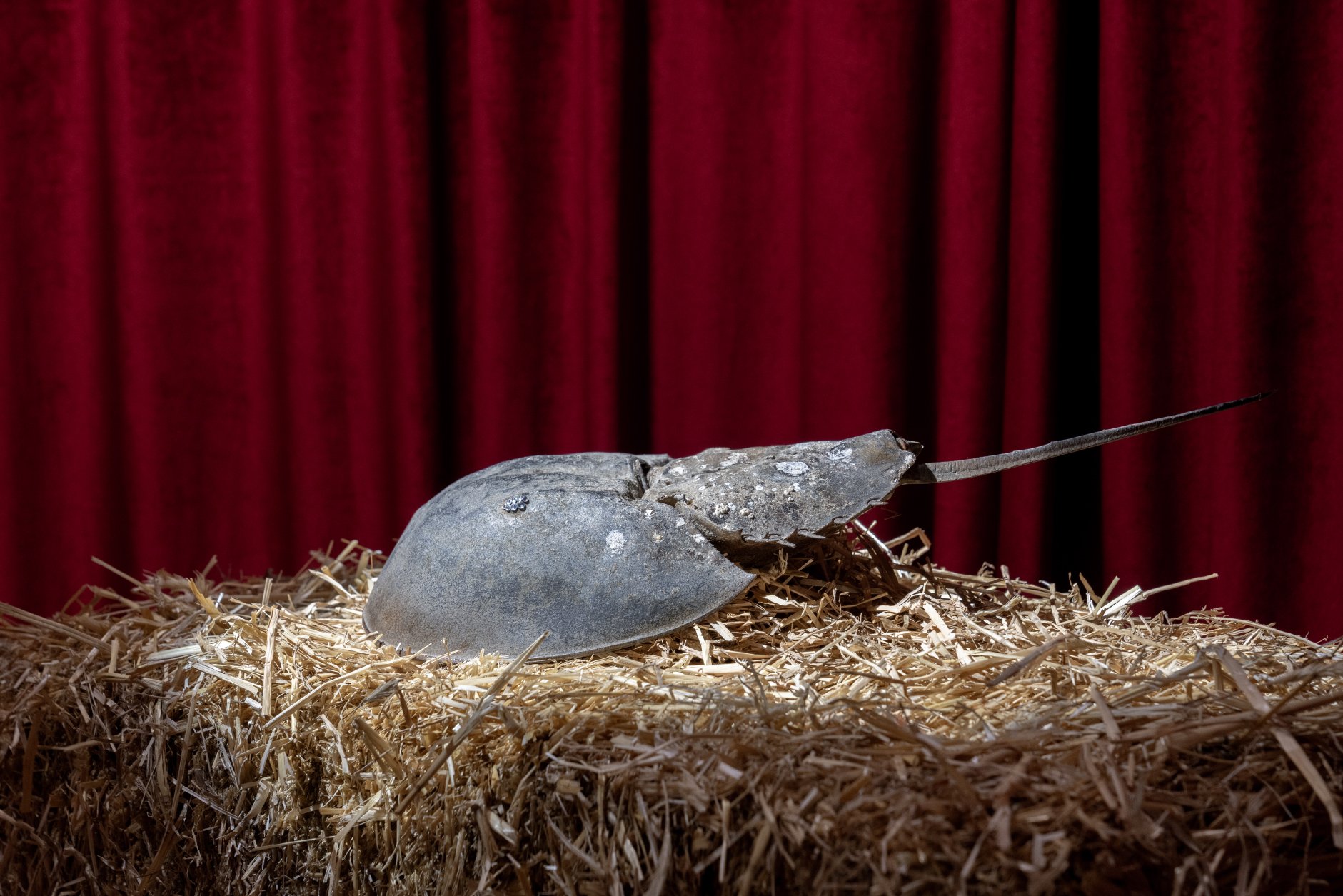 DSC01379-2_horseshoe_crab_lighter_72dpi.jpg