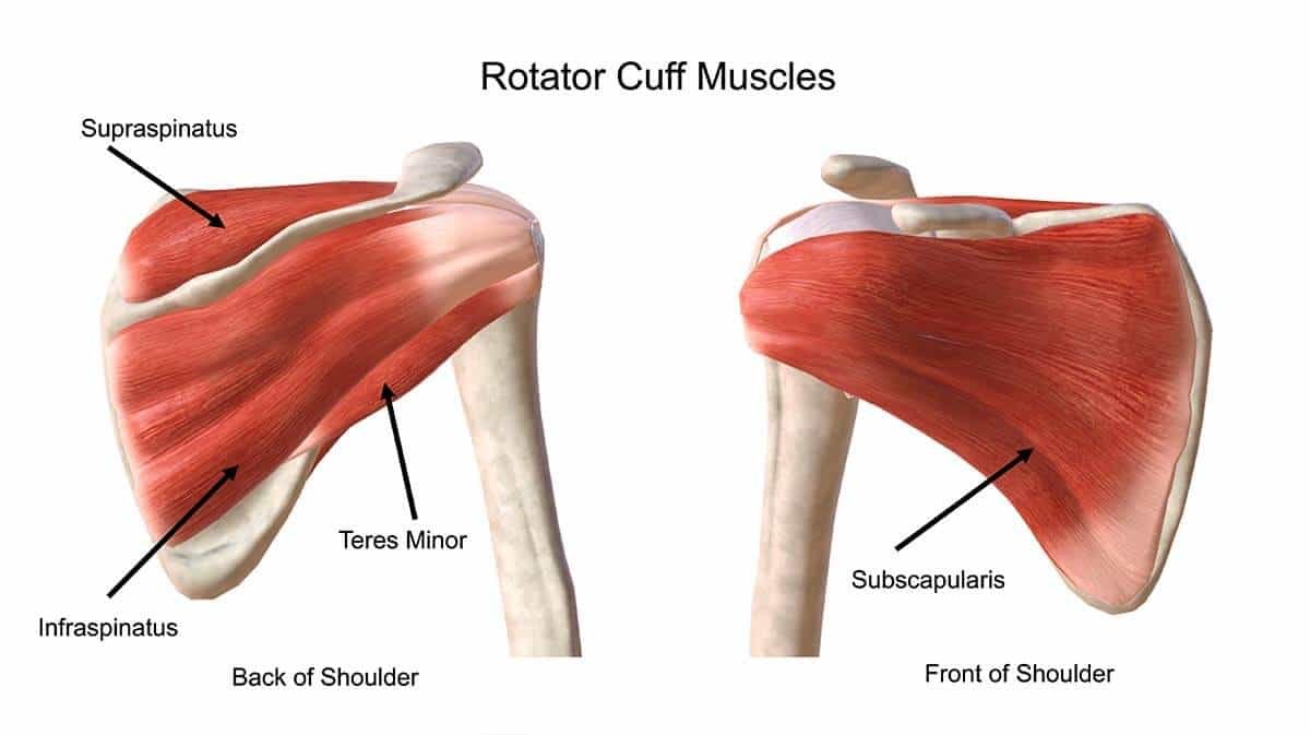 Understanding Rotator Cuff-Related Pain — East Vic Park Physiotherapy