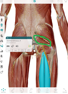 Hamstring Nerve Pain : Sciatica & Hamstring Pain – EWKHE