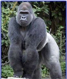 Gorilla+Shoulders.jpg