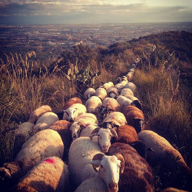 Feeling very inspired and hopeful today since a comrade shepherd of sheep and goats of Catalonia reached out to share a link to a school in his region of the world working to educate and advocate for next-generation shepherds and land stewardship.

I