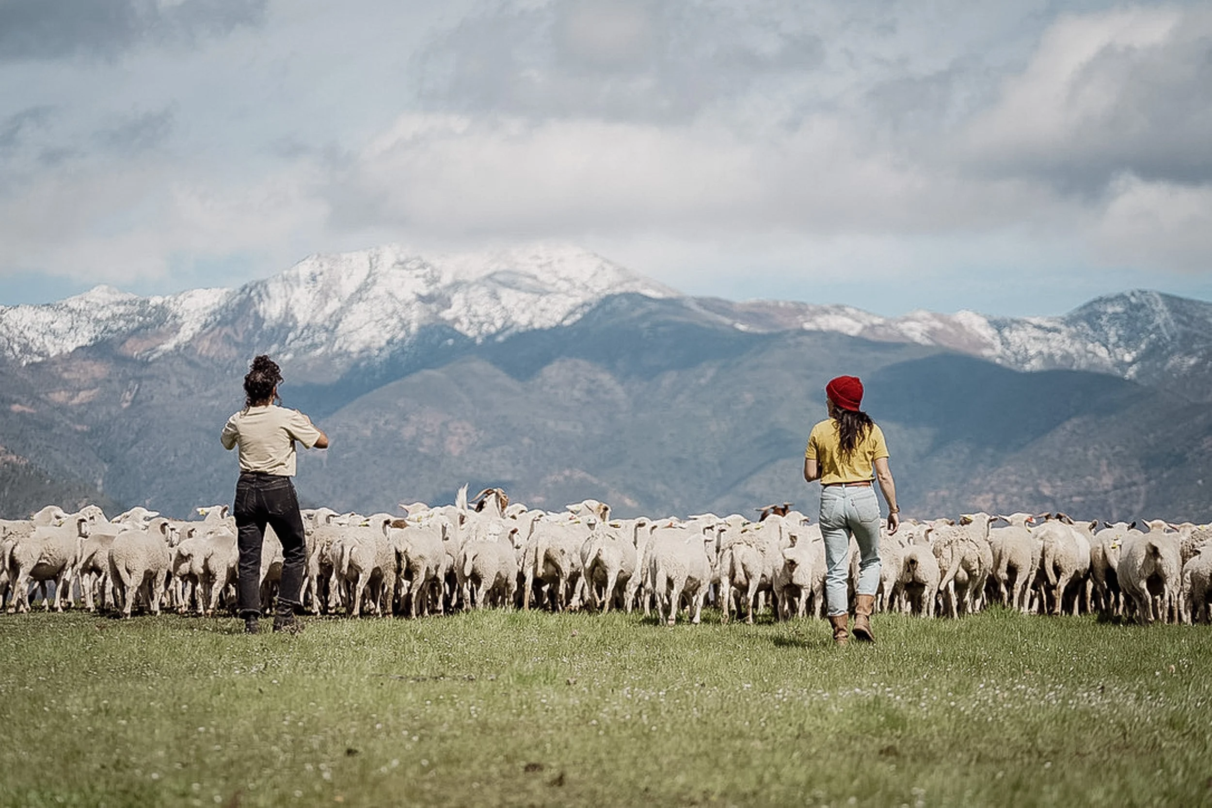 Grazing and Ecology 2