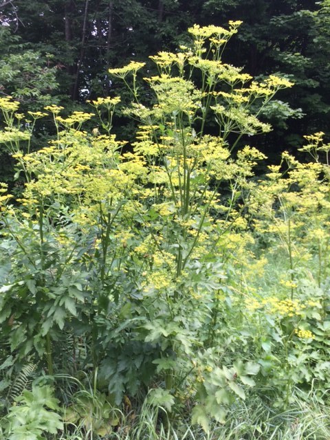 THE SCARY POISON PARSNIP