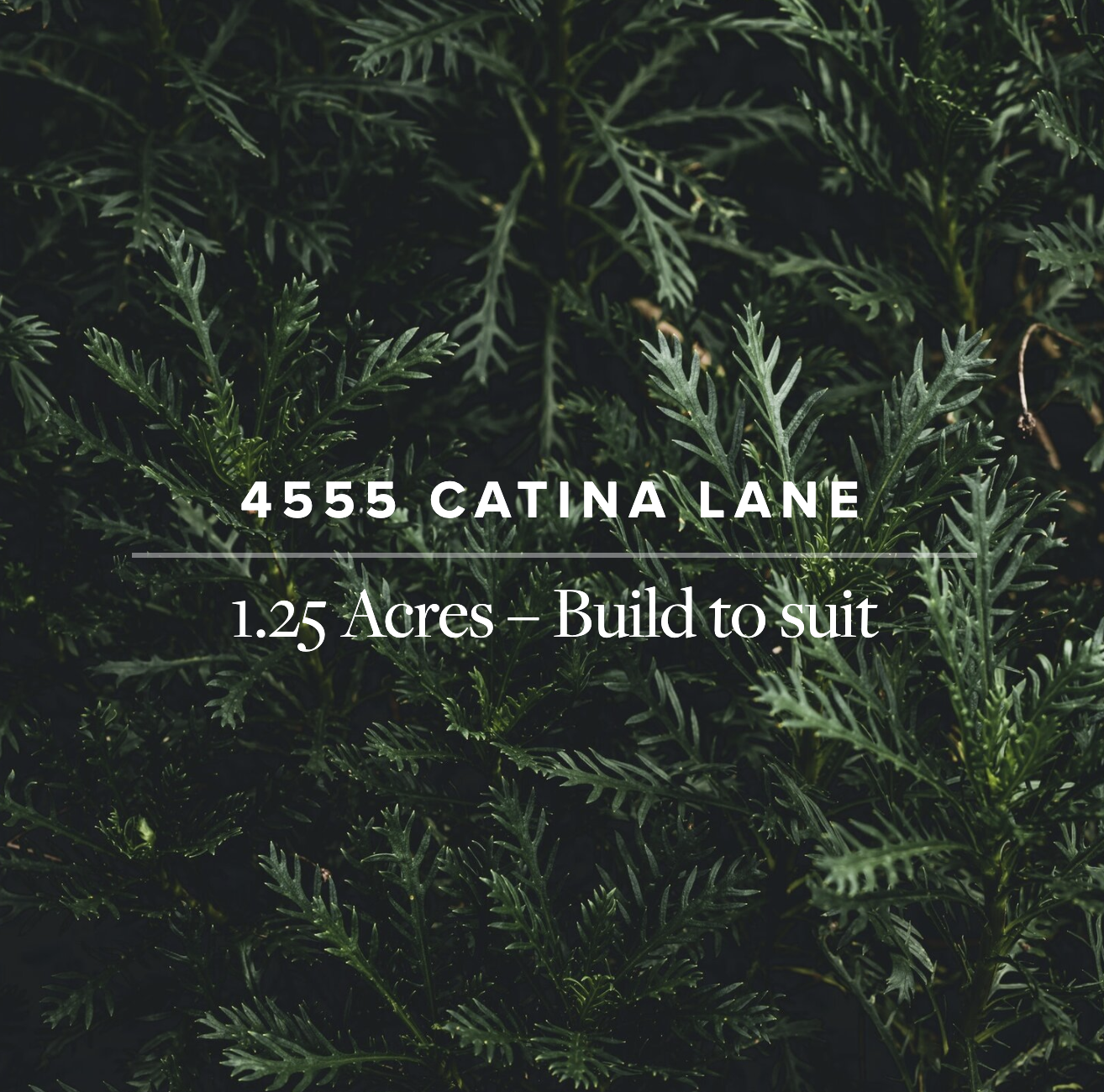 4555 Catina Lane Social.png