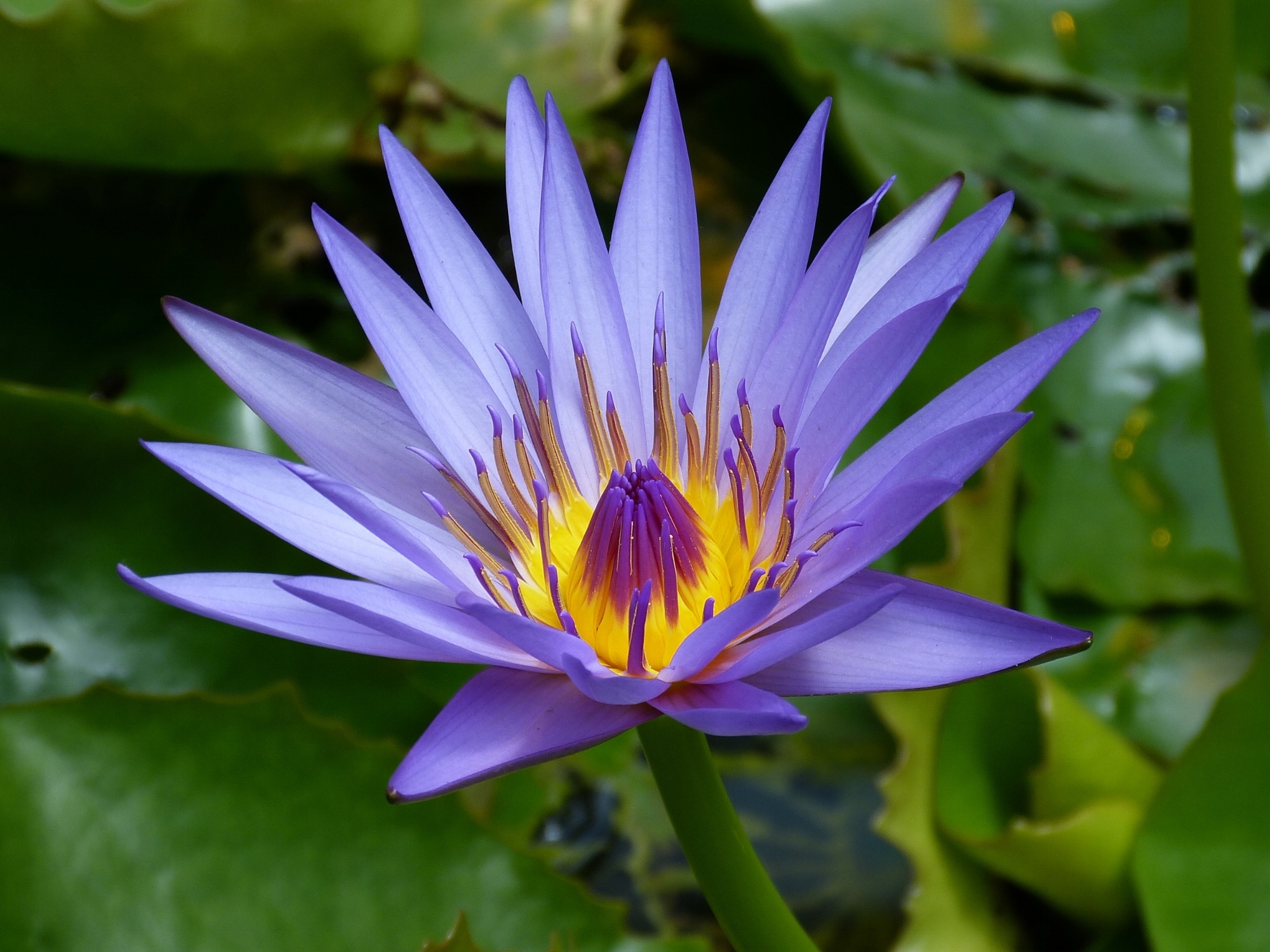 water-lily-new-zealand-blue-pond-46150.jpeg
