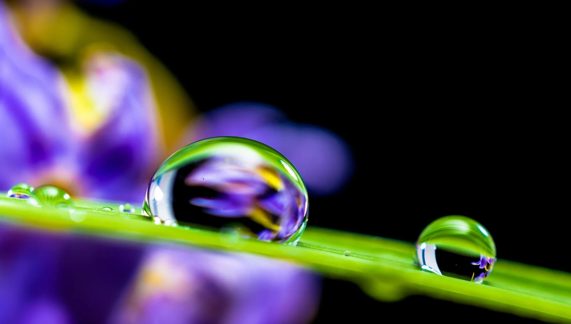 drop-of-water-drip-blade-of-grass-blossom-55818.jpeg