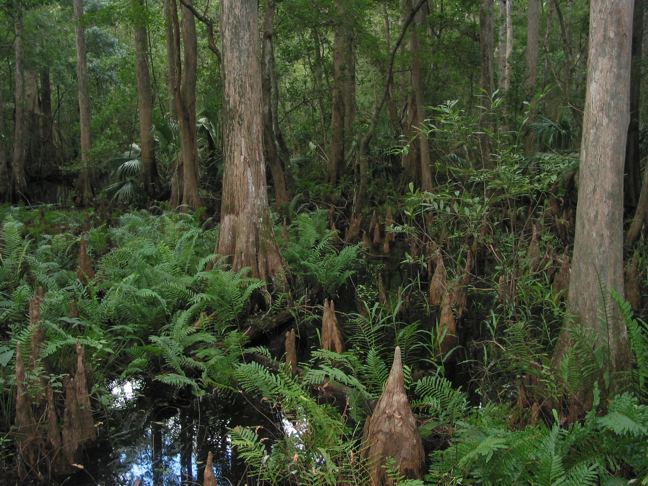 Highlands Hammock_0024.JPG