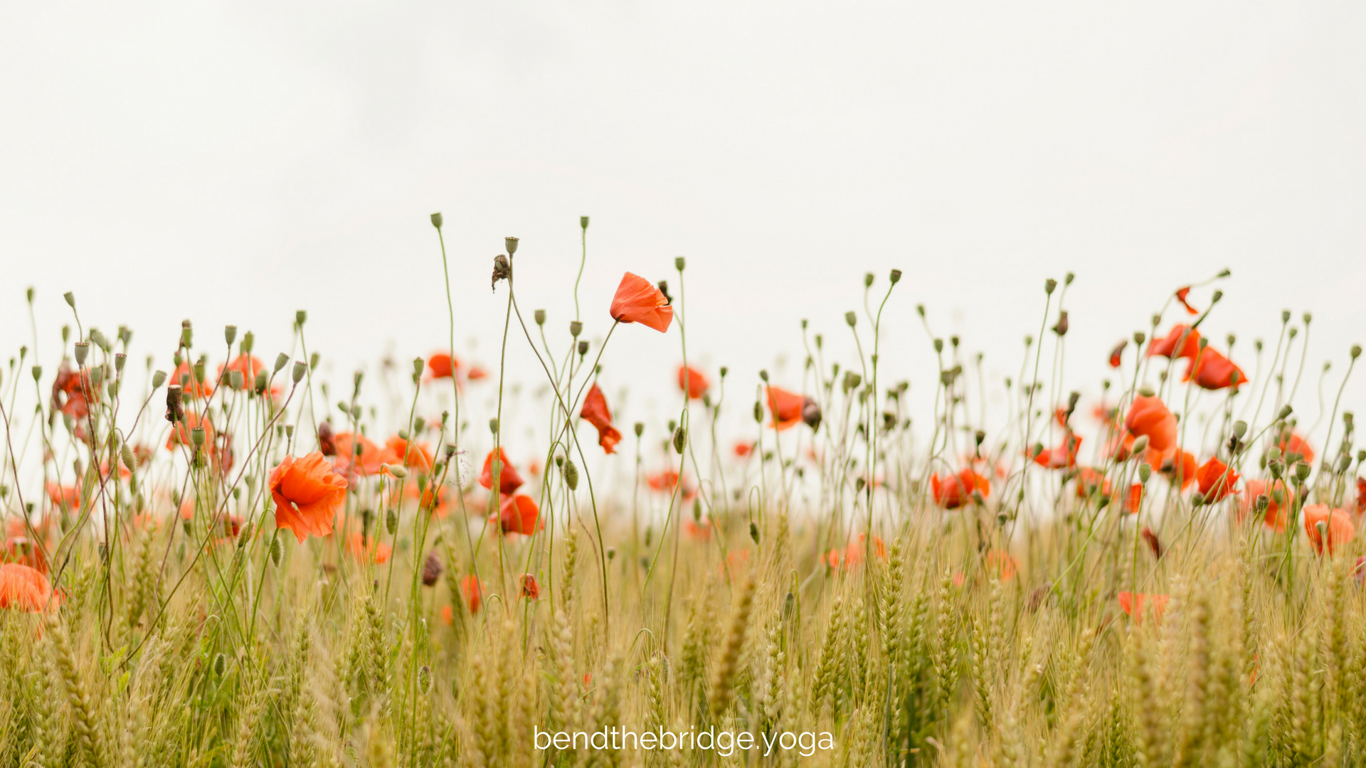 BTB blog template (1).png