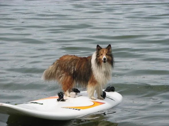 sable surfing