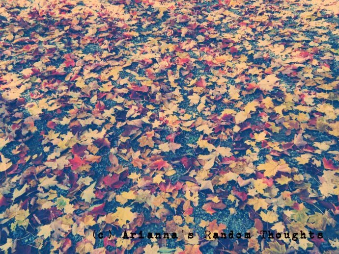 Different coloured leaves covered by path.