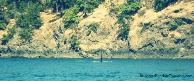 One of the things I did this summer was go whale watching.