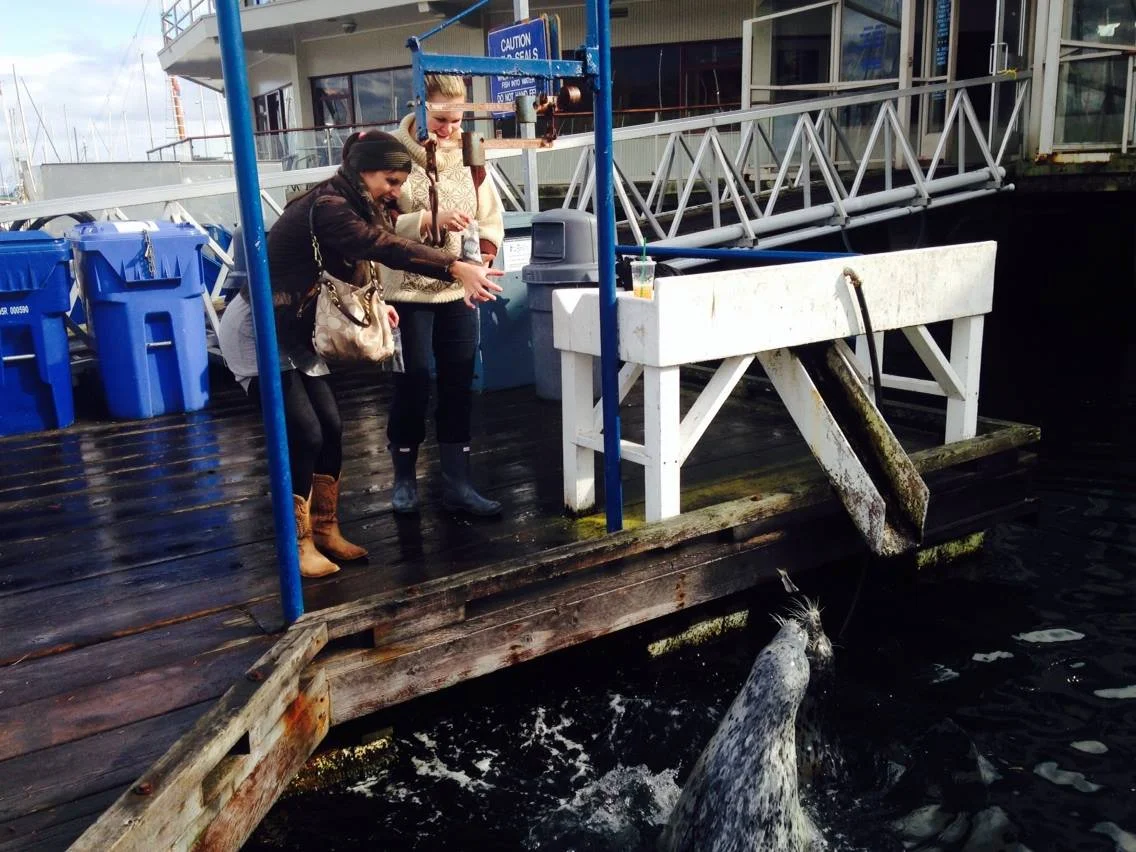 Feeding the seals at Oak Bay Marina.