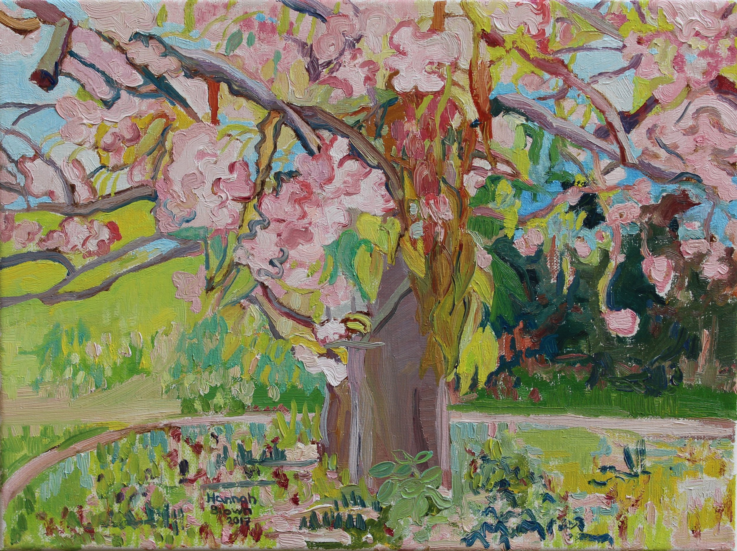 Cherry tree / Třešeň 