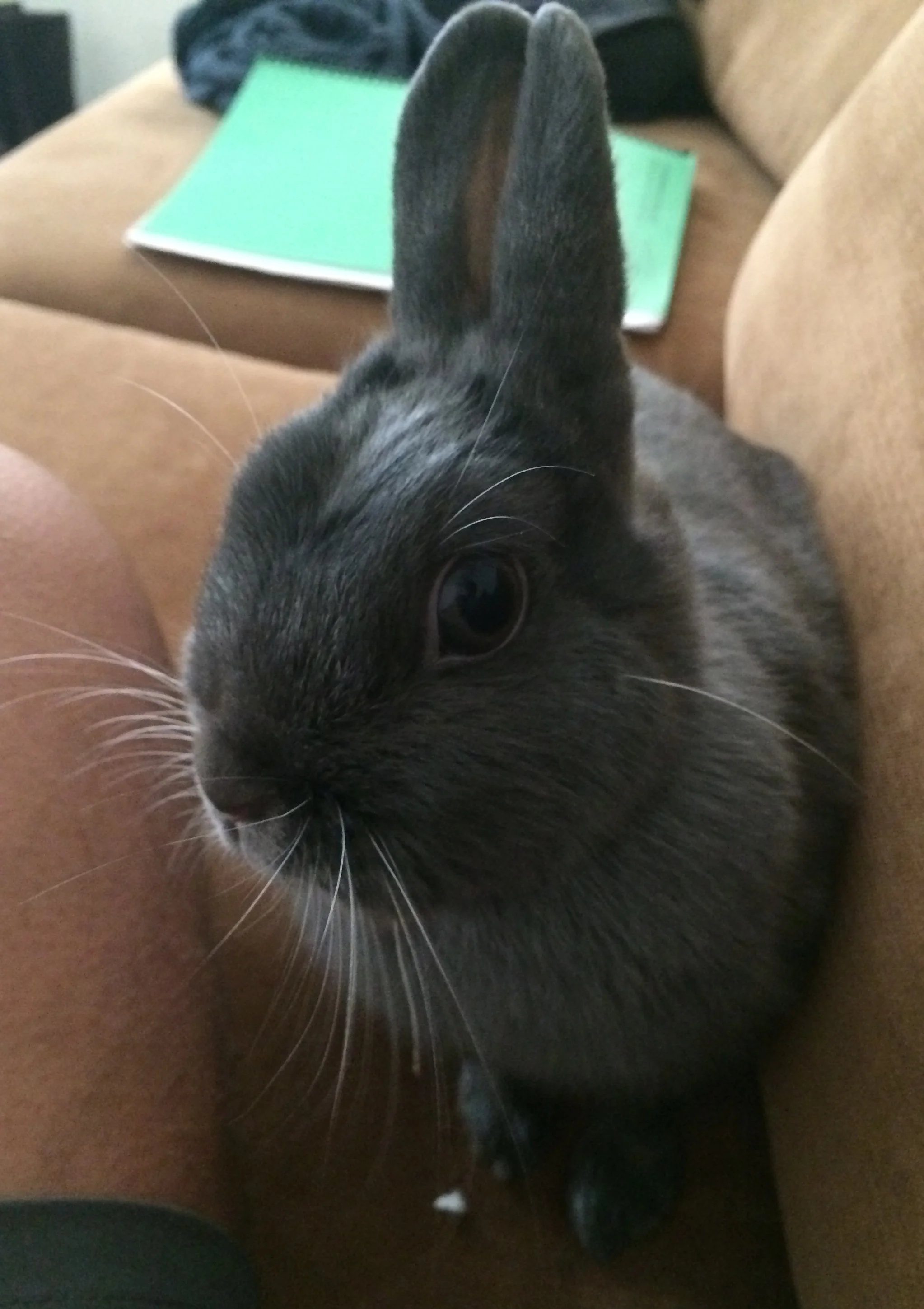 Bunny.jpg