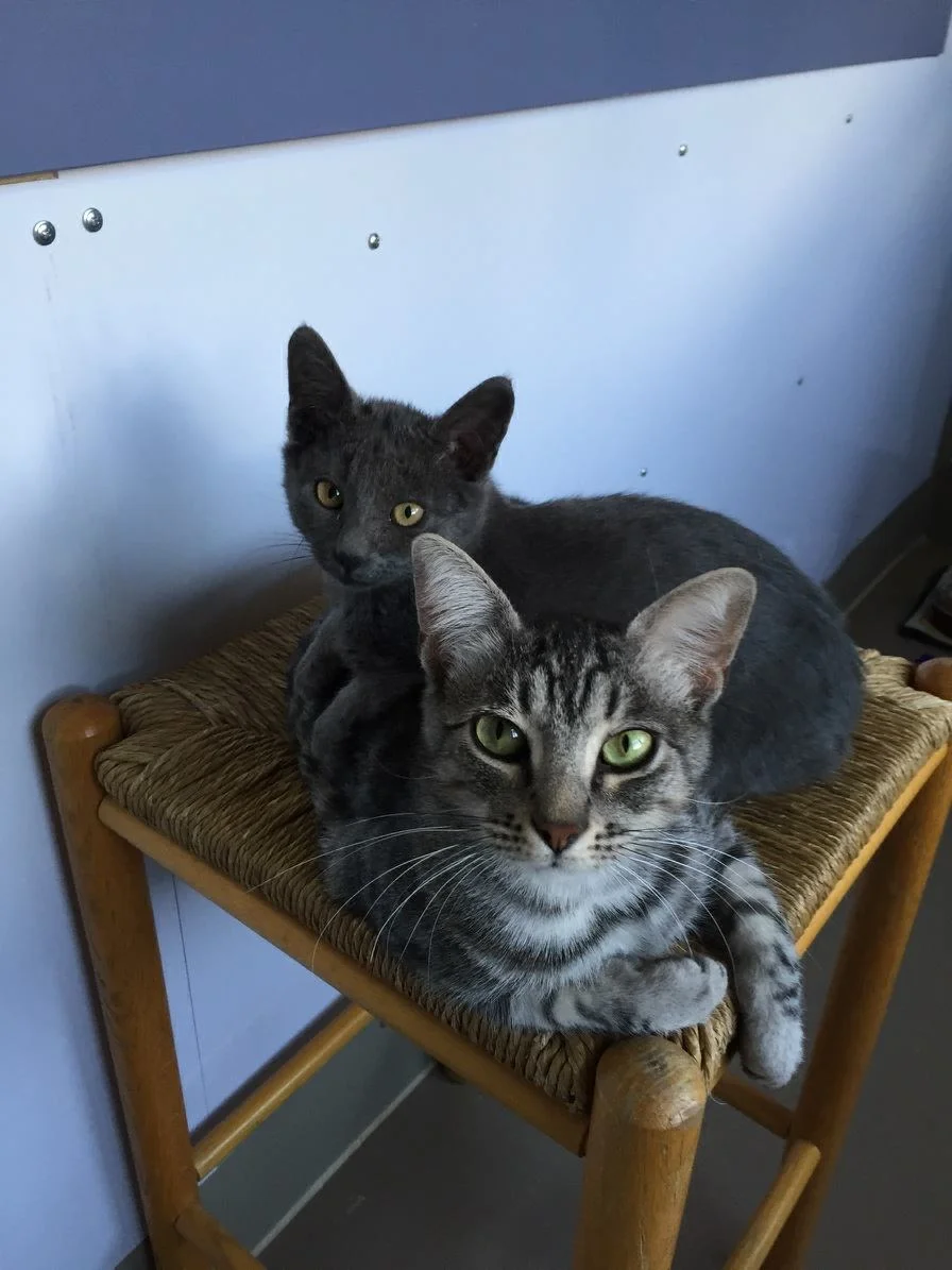 Katniss and Sugar.jpg