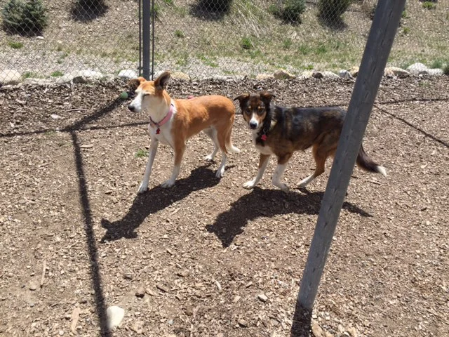 Gypsy and Zola Playing.jpg
