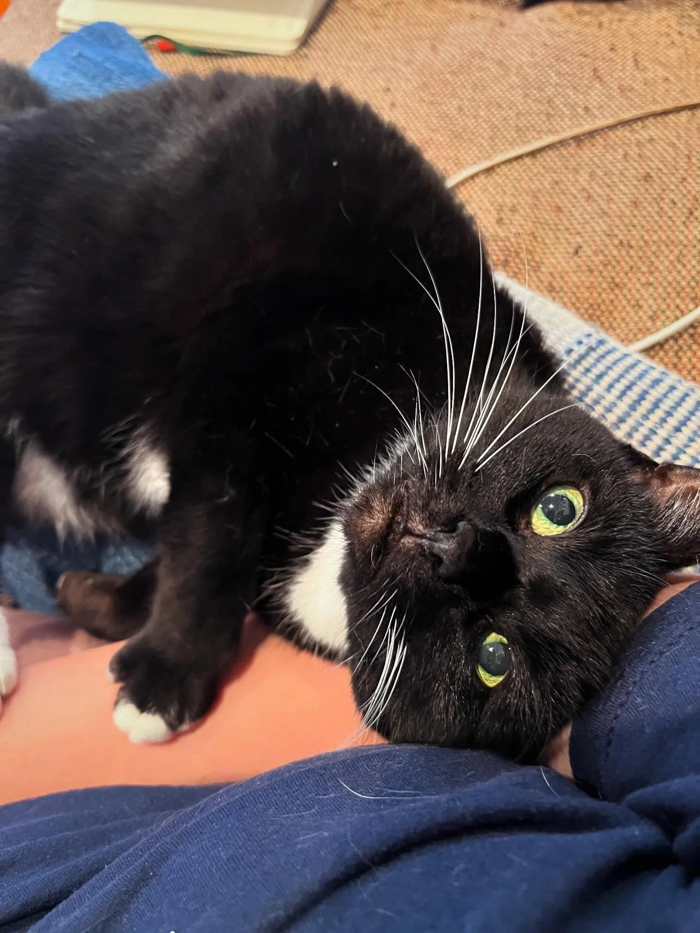It was #nationalcatday yesterday and we missed it?? Oh dear. To make up for it, here&rsquo;s a pic of CCO Ruth Bader Ginspurr very subtly letting me know that I&rsquo;ve done enough typing and it&rsquo;s time for a snack 🐈&zwj;⬛

#catsofinstagram #b