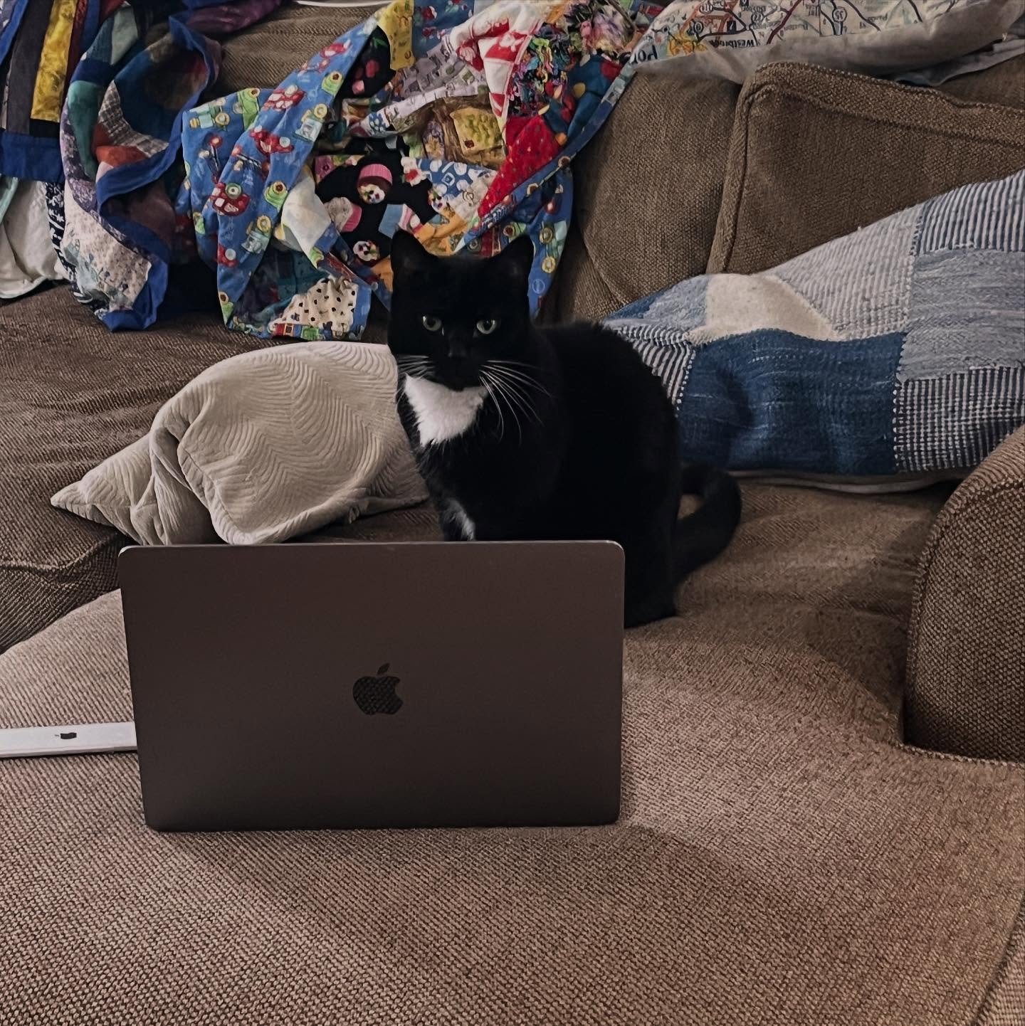 Tfw you come in late and your boss catches you 😬

#embeditorial #catsofinstagram #blackcatlove #officecats