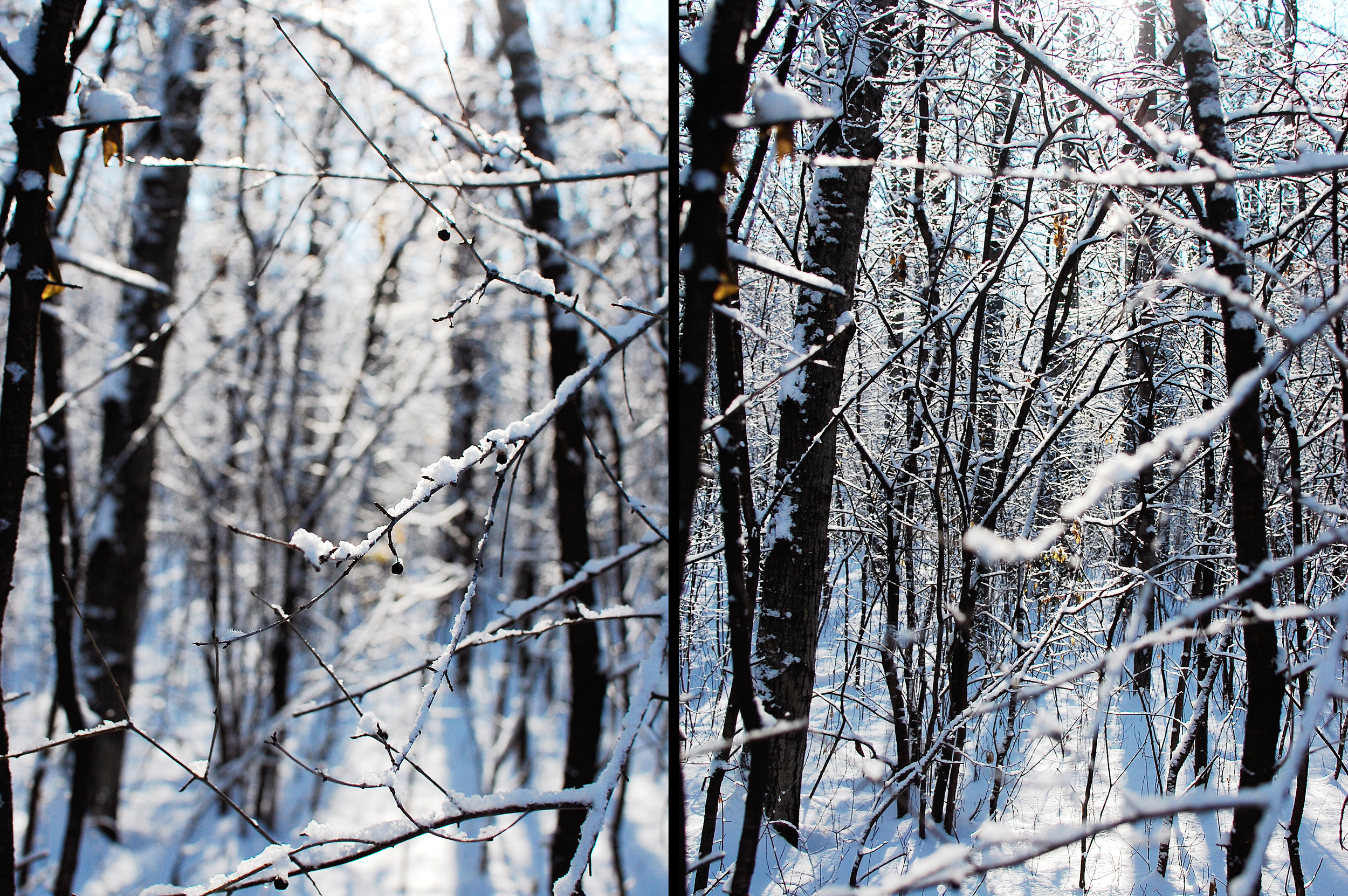WinterDichotomy.jpg