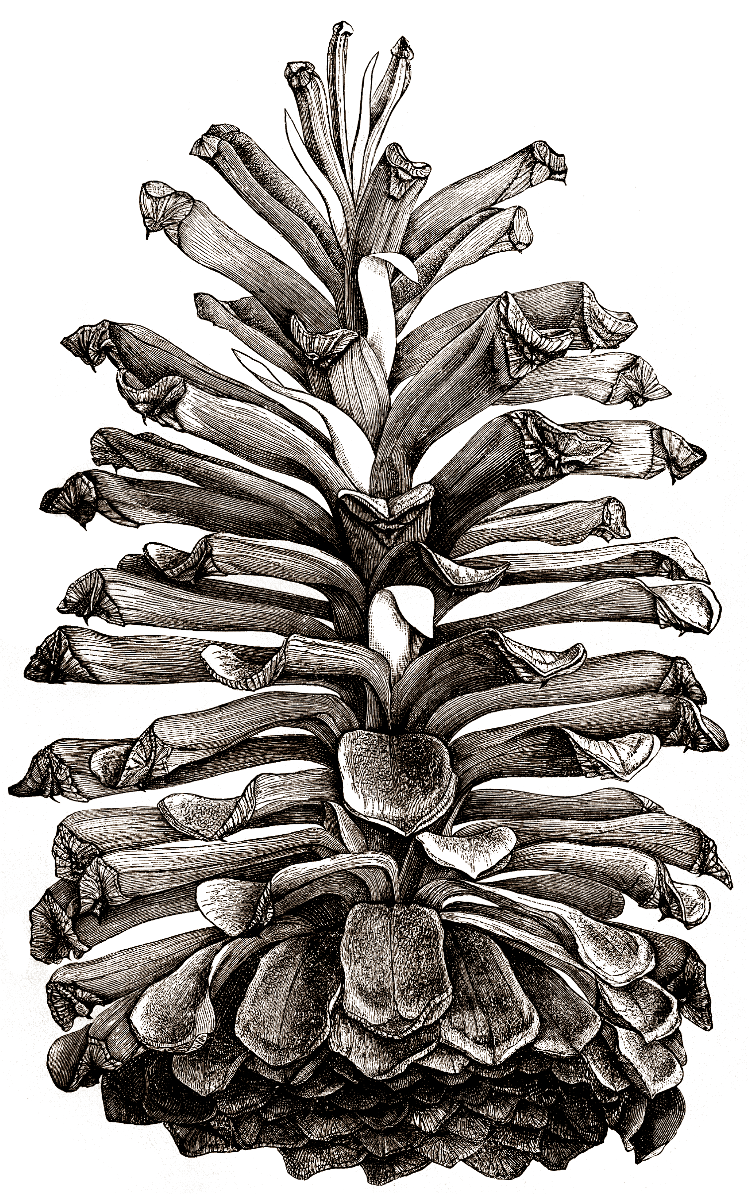 longleaf.png