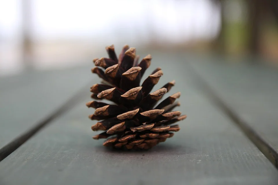 pine-cone-788119_960_720.jpg