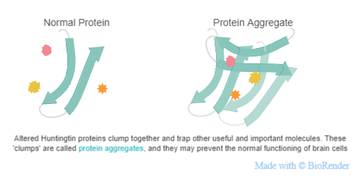 Protein-aggregates.jpeg