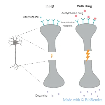 This simplified diagram shows a zoom in of the 'receiving' end (top) and the 'giving' end (bottom) of a brain cell. In HD there is less acetylcholine to activate its receptors, which means the cell is less activated, and there is less dopamine (brain happy chemical) released from the cell. The drug that Ailsa and team are trialing is able to mimic acetylcholine and activate its receptors, meaning the brain cell becomes more activated and releases more dopamine! 