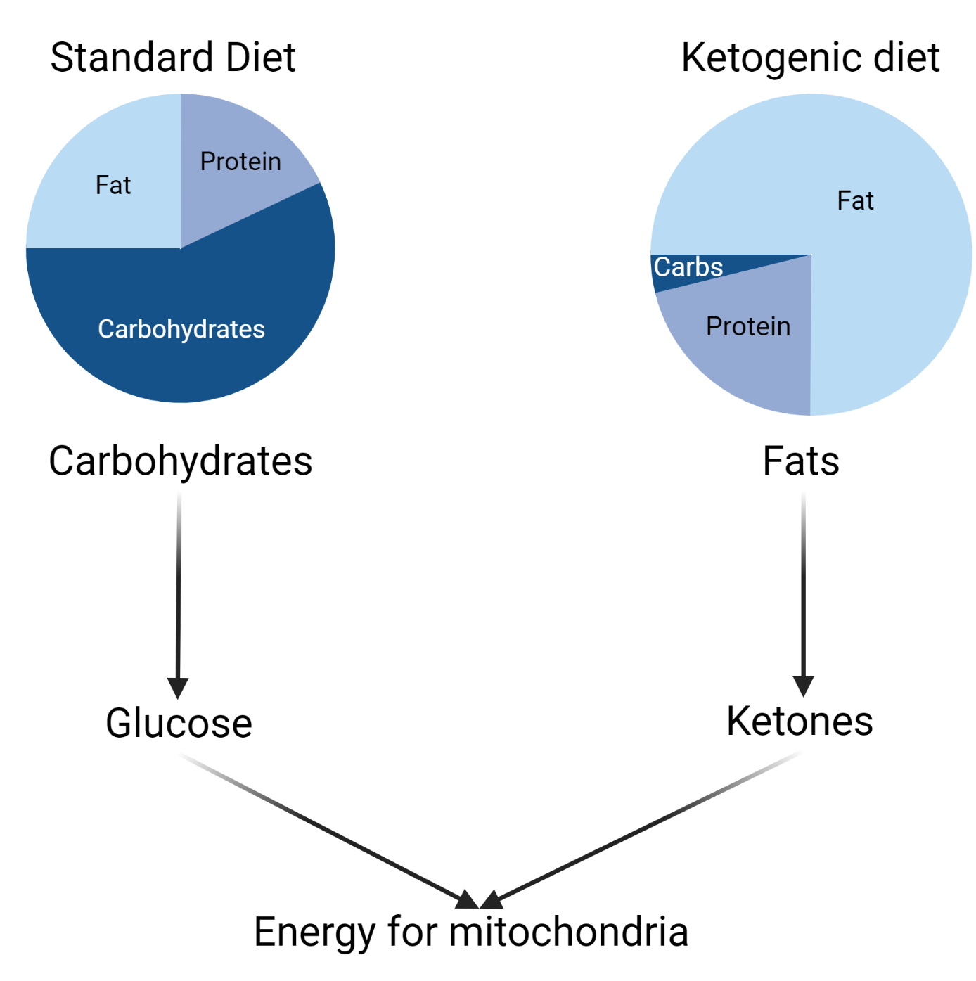 Fasting and Ketogenic Diets in Huntington’s Disease — HDYO NZ