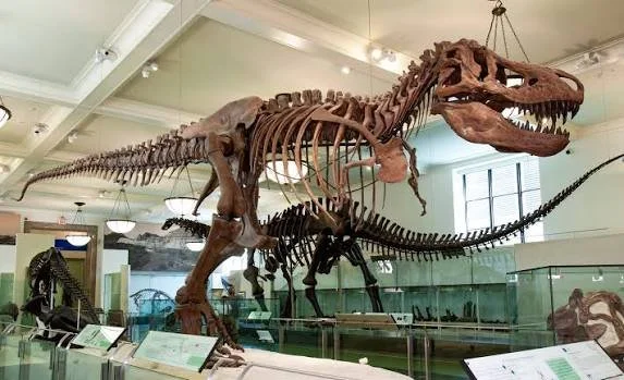 Museum of Natural History