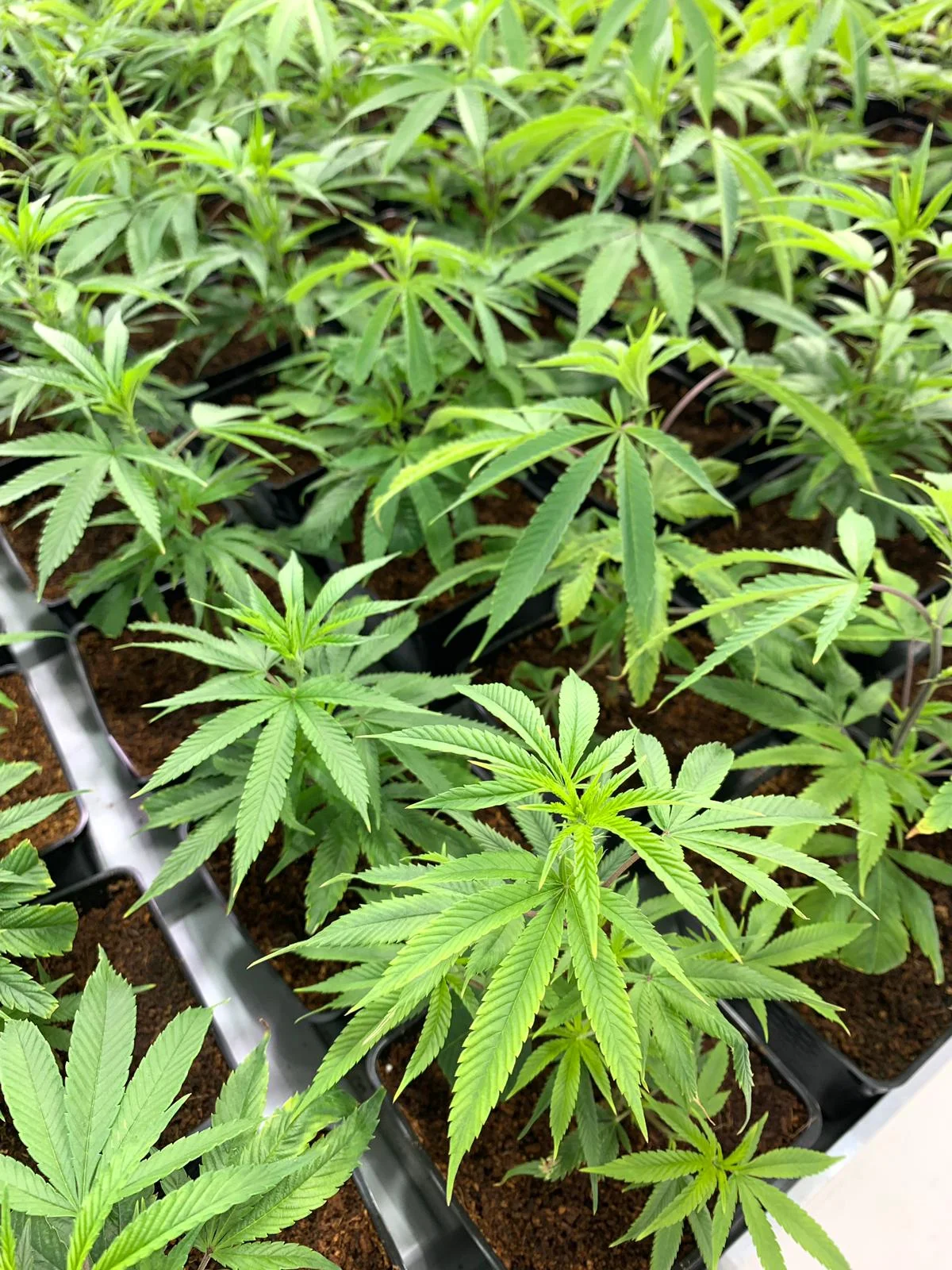 CANNABI$ EDUCATION 101