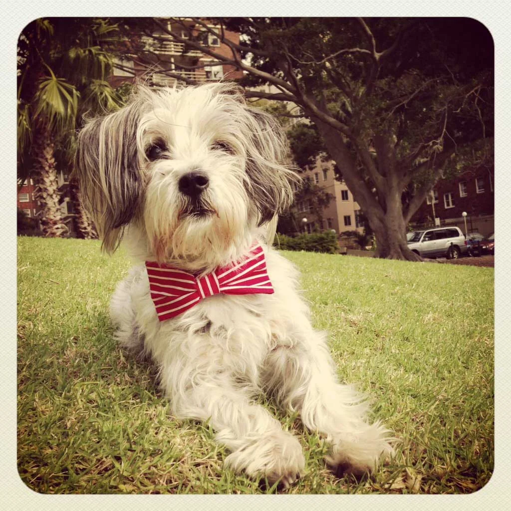 katie: she was well-loved. My brother and his partner's dog, Katie had been with them for 18 years. She kept her youthful looks right through. The darling of Darlinghurst. She will be well-remembered.