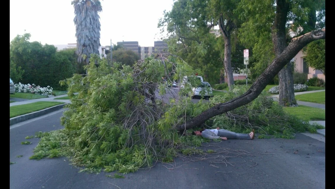 Fallen tree in Beverly Hills.