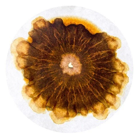 Front - label (Pet Nat 21).jpeg