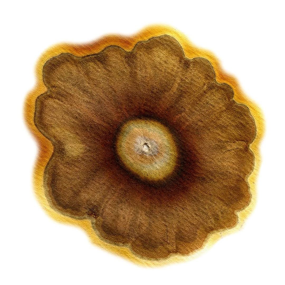 Ham Street Labels_2.jpg