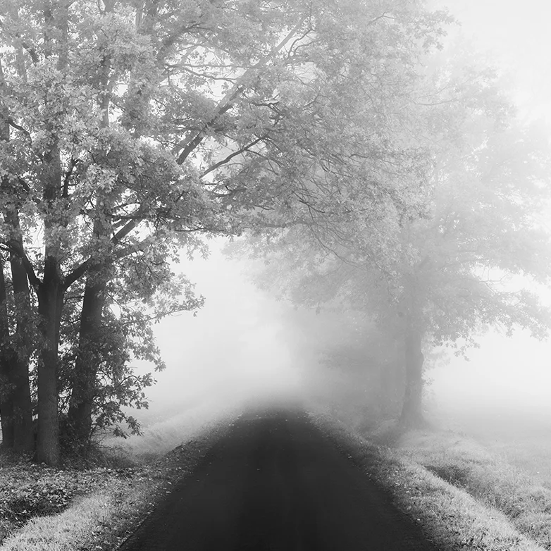 Into the Mist