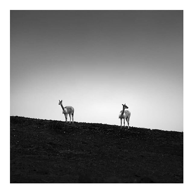 'l'amiti&eacute;', Ecuador, 2019.

#minimalphotography #bnw_planet #bnwminimalismmag #fineartphotography #artisartcommunity #landscapephotography #ecuador #Andes #chimborazo #volcano #minimalism