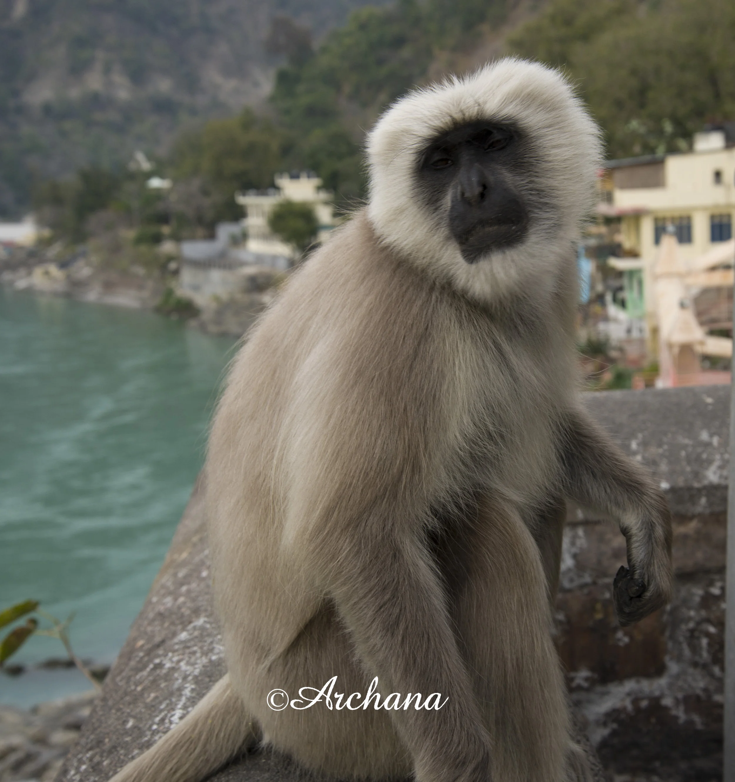 monkey.jpg