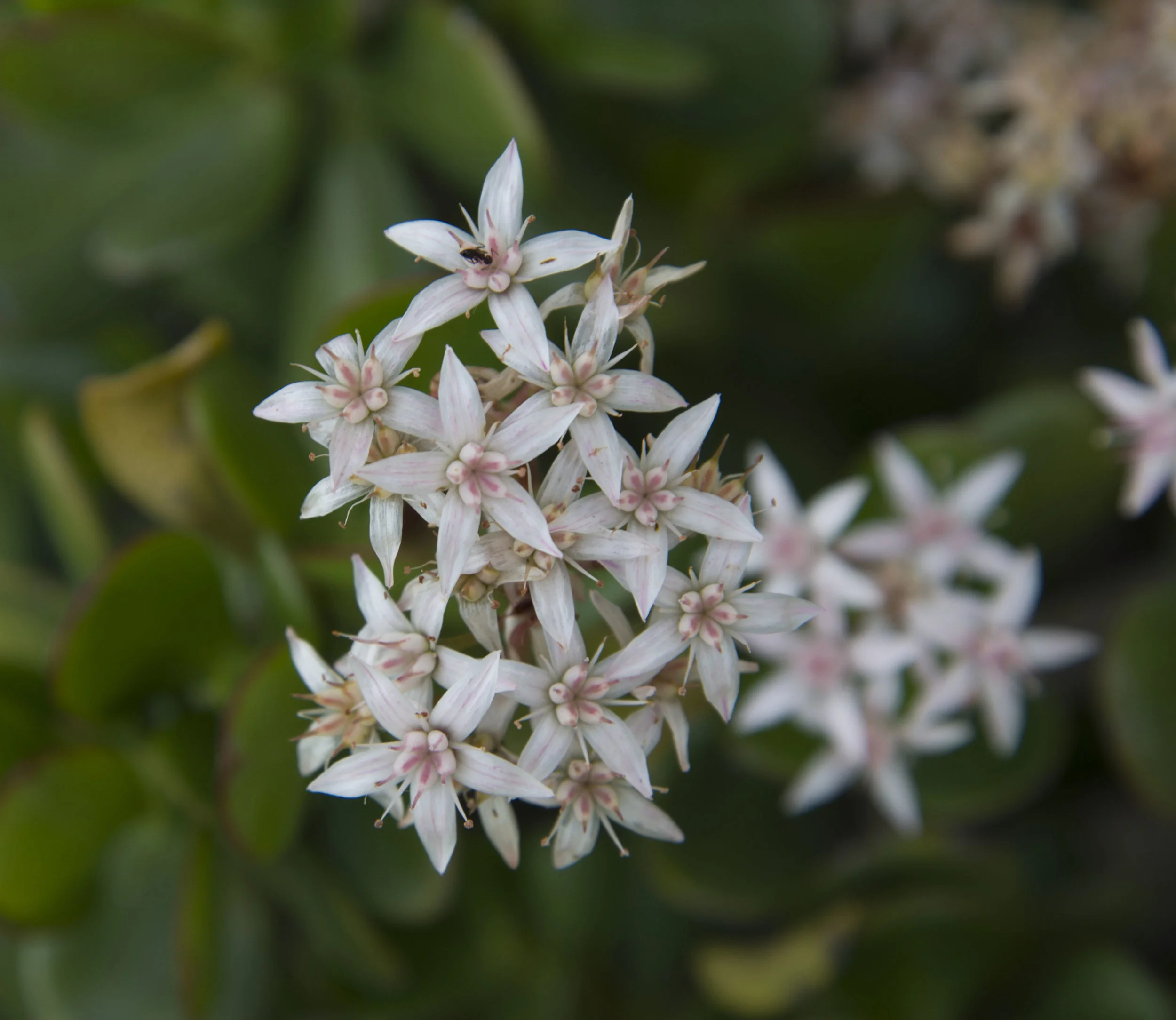 flowers.jpg