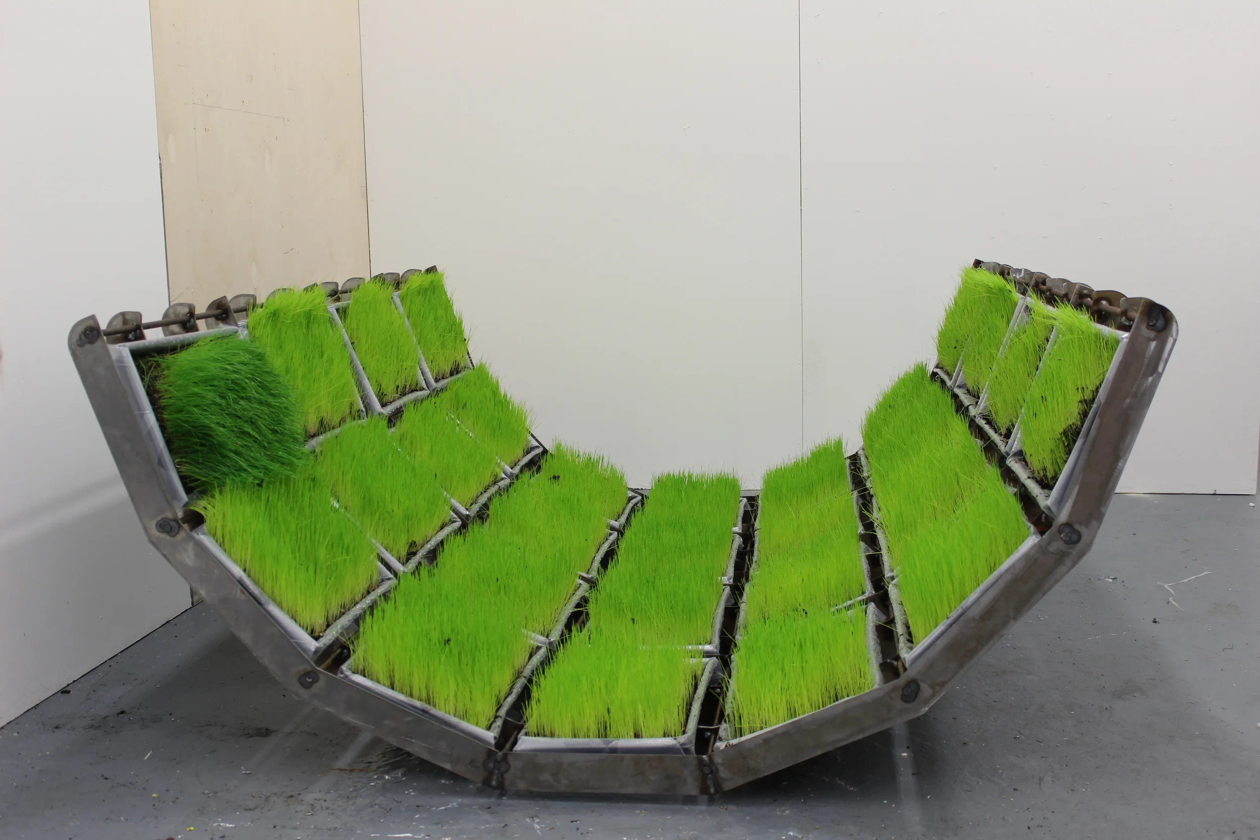 The Optimum Growth of Grass