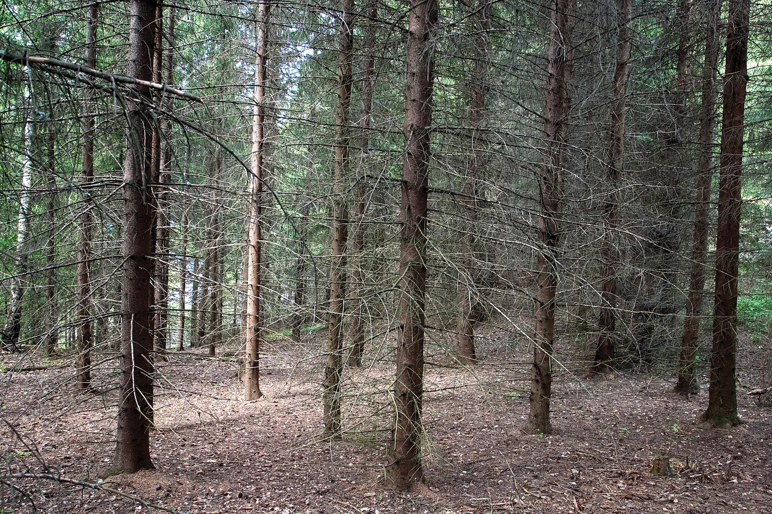 Tette bestand som utnytter markas produksjonsevne godt har bidratt til kraftig økning av stående volum. Nesodden, Akershus. Foto: John Yngvar Larsson, NIBIO