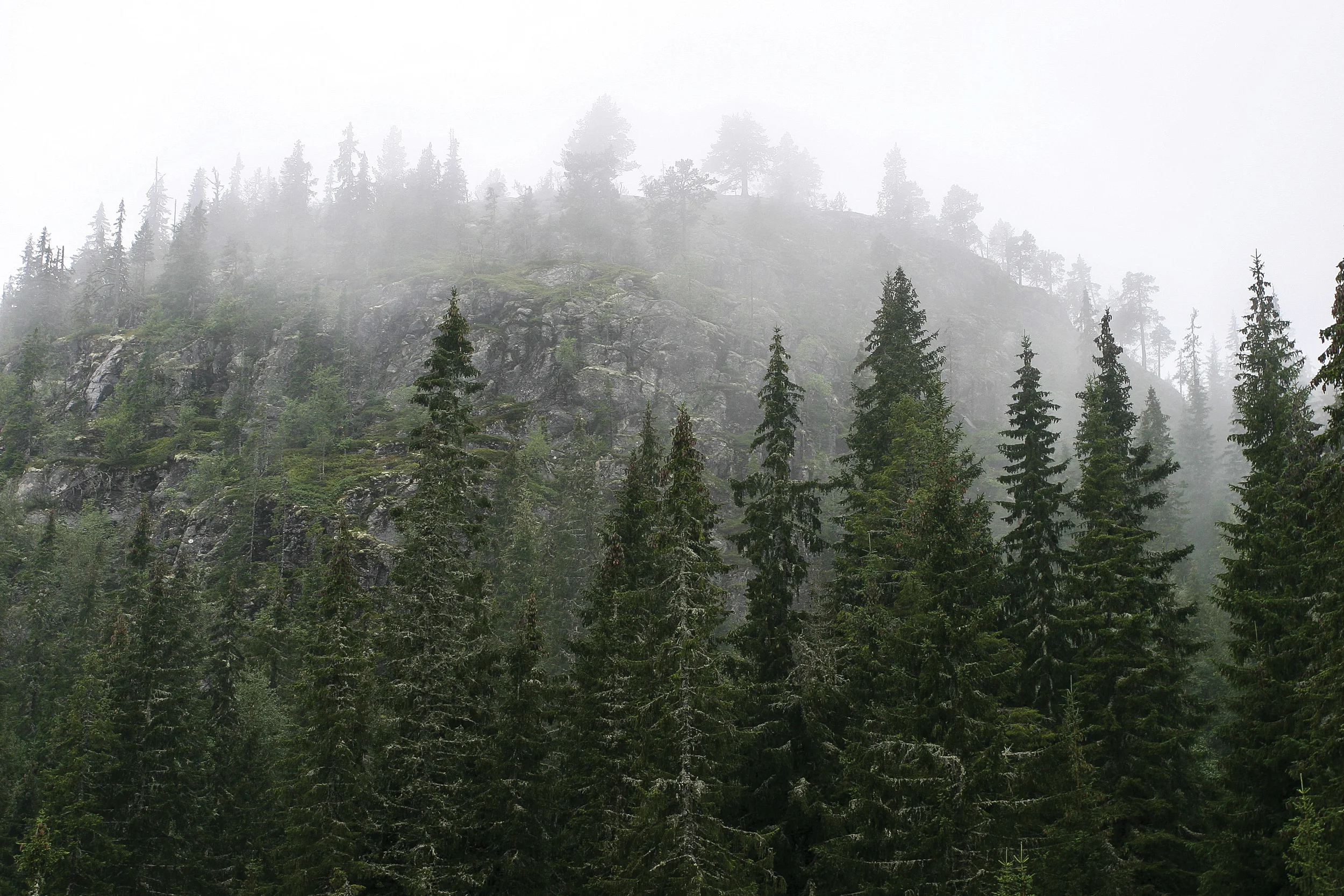 Skogen i Norge blir stadig eldre og andelen gammelskog øker. Begnadalen, Oppland. Foto: John Yngvar Larsson, NIBIO