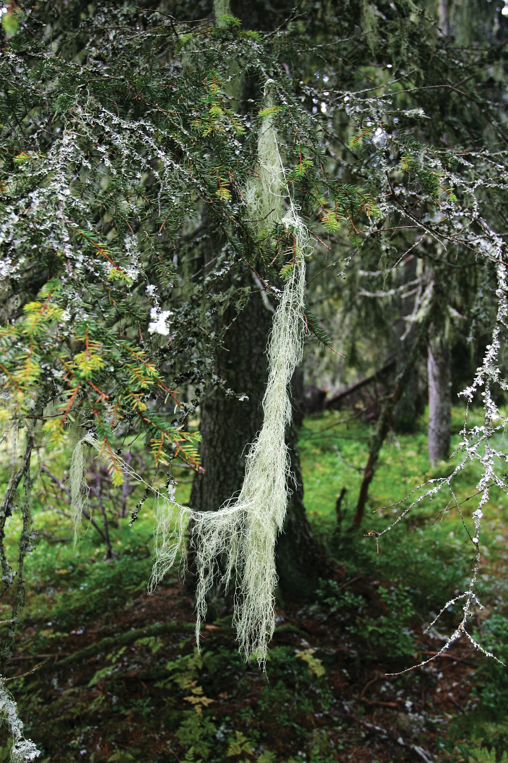 Gubbeskjegg i gammel granskog. Åstdalen, Hedmark. Foto: John Yngvar Larsson, NIBIO