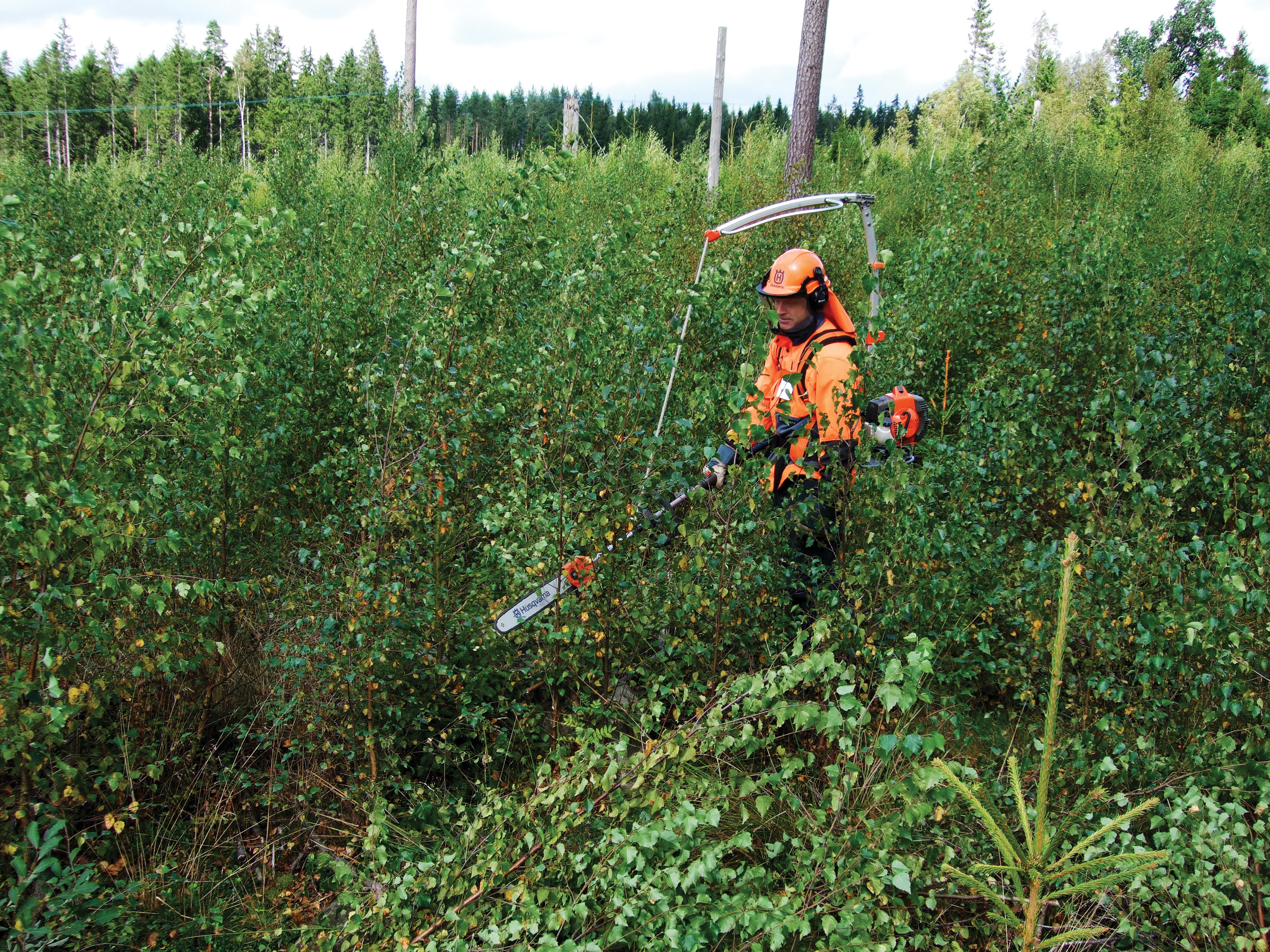 Mellom 2007 og 2016 ble det utført ungskogpleie på litt under 2,9 millioner dekar. Foto: Gunnhild Søgaard, NIBIO