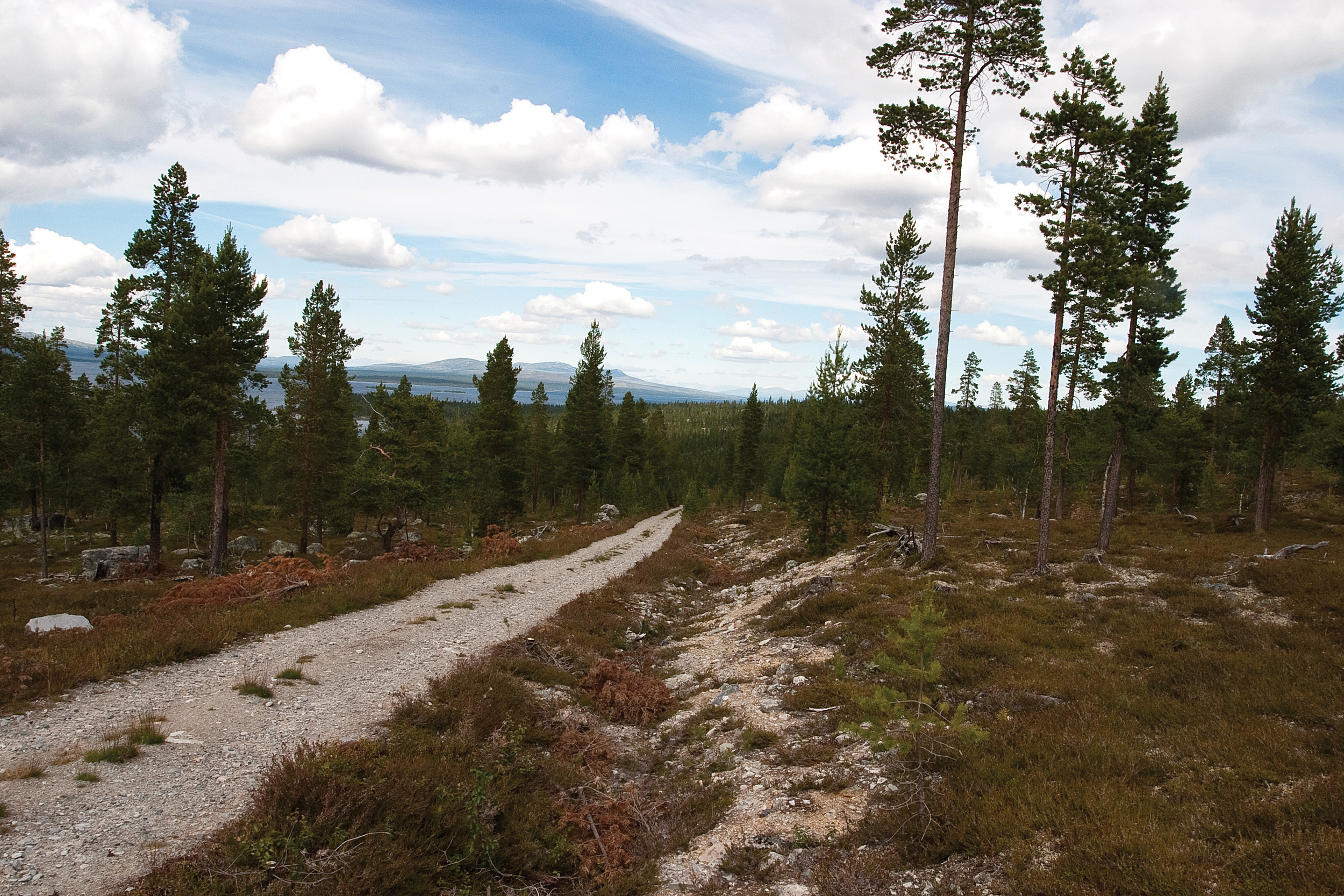 Det er cirka 50 000 km skogsbilveger i Norge. I skogstrøkene på Østlandet er det et godt utbygd nett av veger. Engerdal, Hedmark. Foto: John Yngvar Larsson, NIBIO