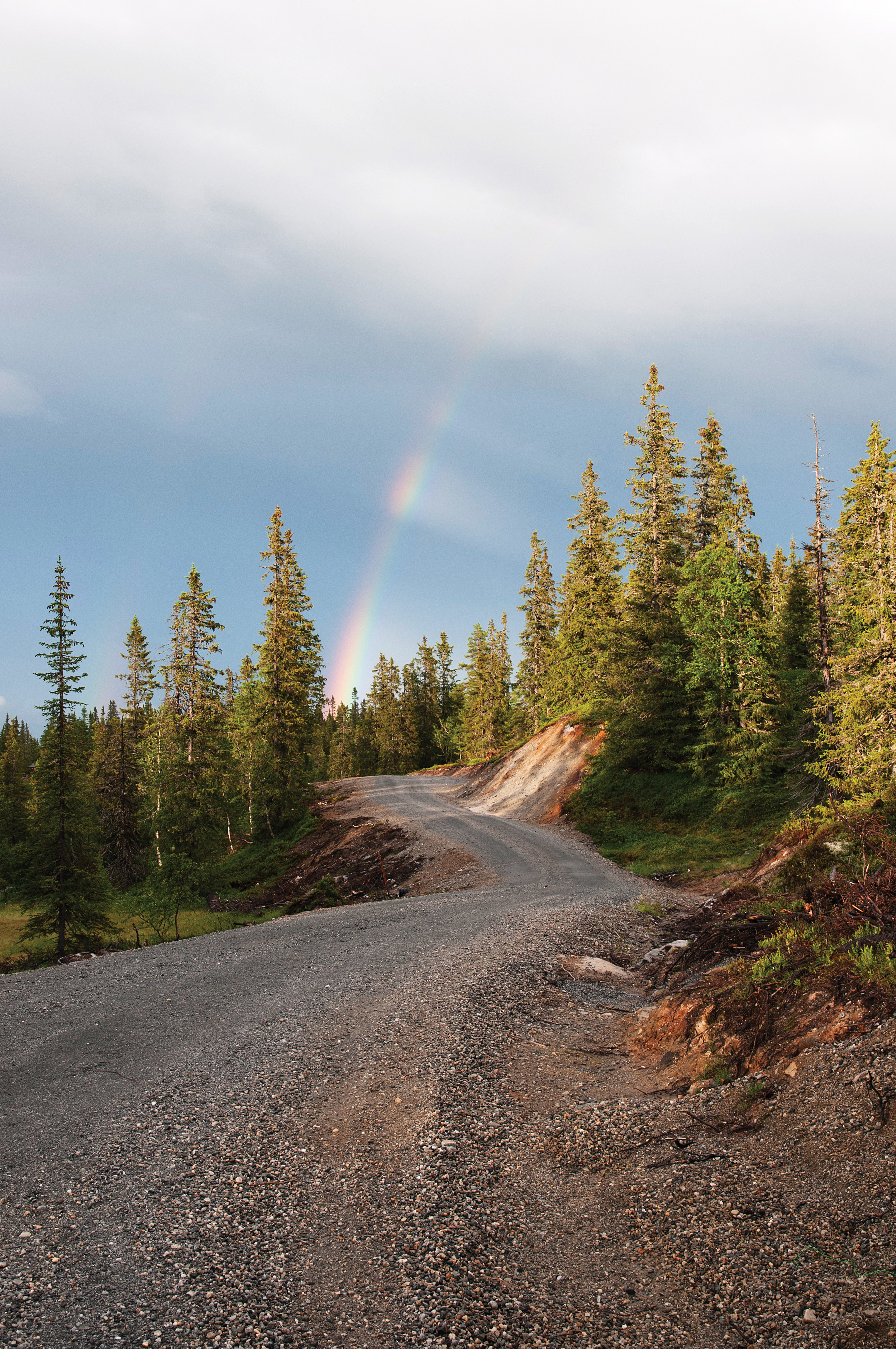 Gode skogsbilveger er viktig for en effektiv transport av tømmer fra skog til industri. Foto: Jostein Frydenlund, NIBIO