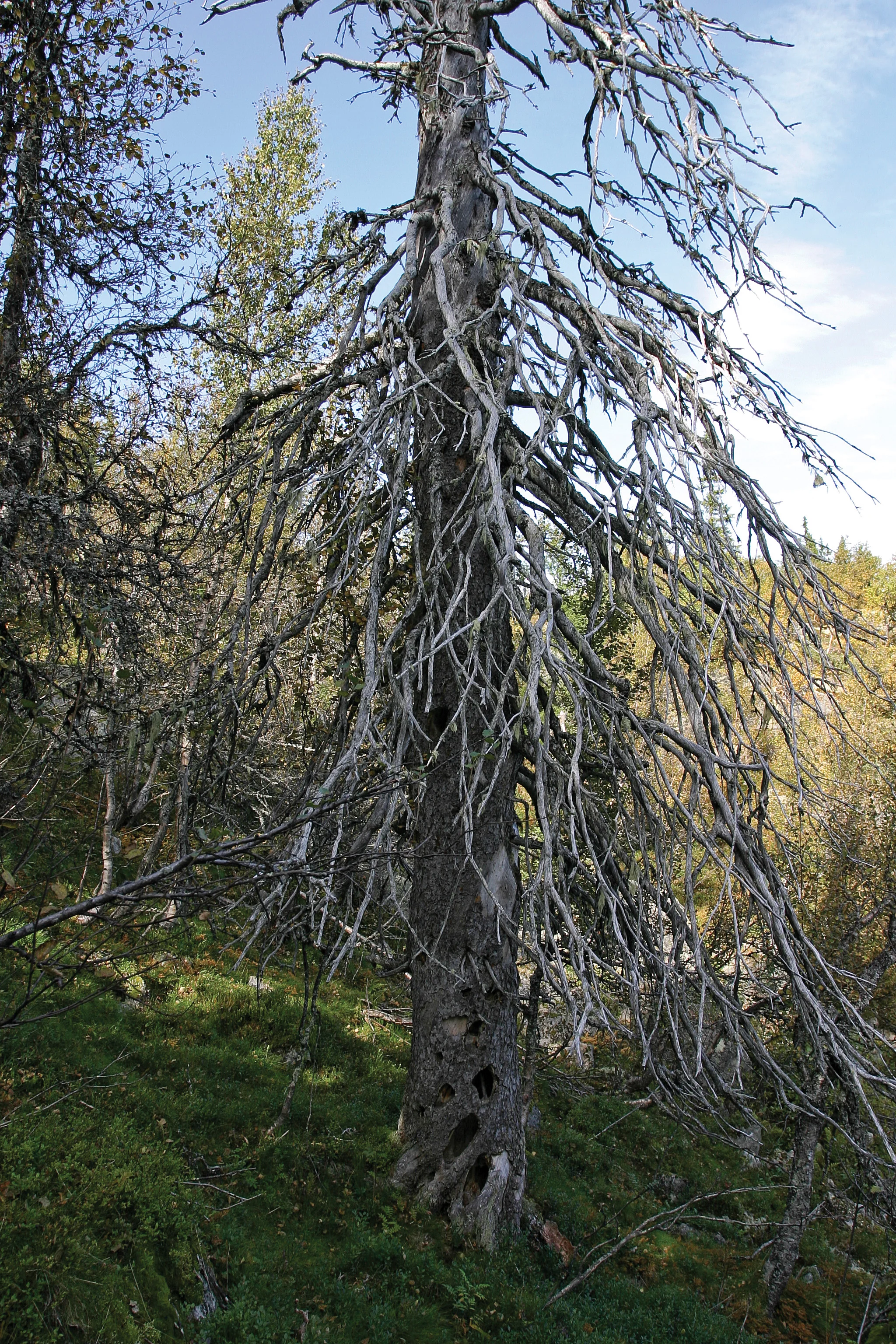Gamle tørrgraner er tilholdssted for mange organismer, også hakkespetter på jakt etter insekter og reirplass. Busuvatnet, Sør-Aurdal. Foto: John Yngvar Larsson, NIBIO
