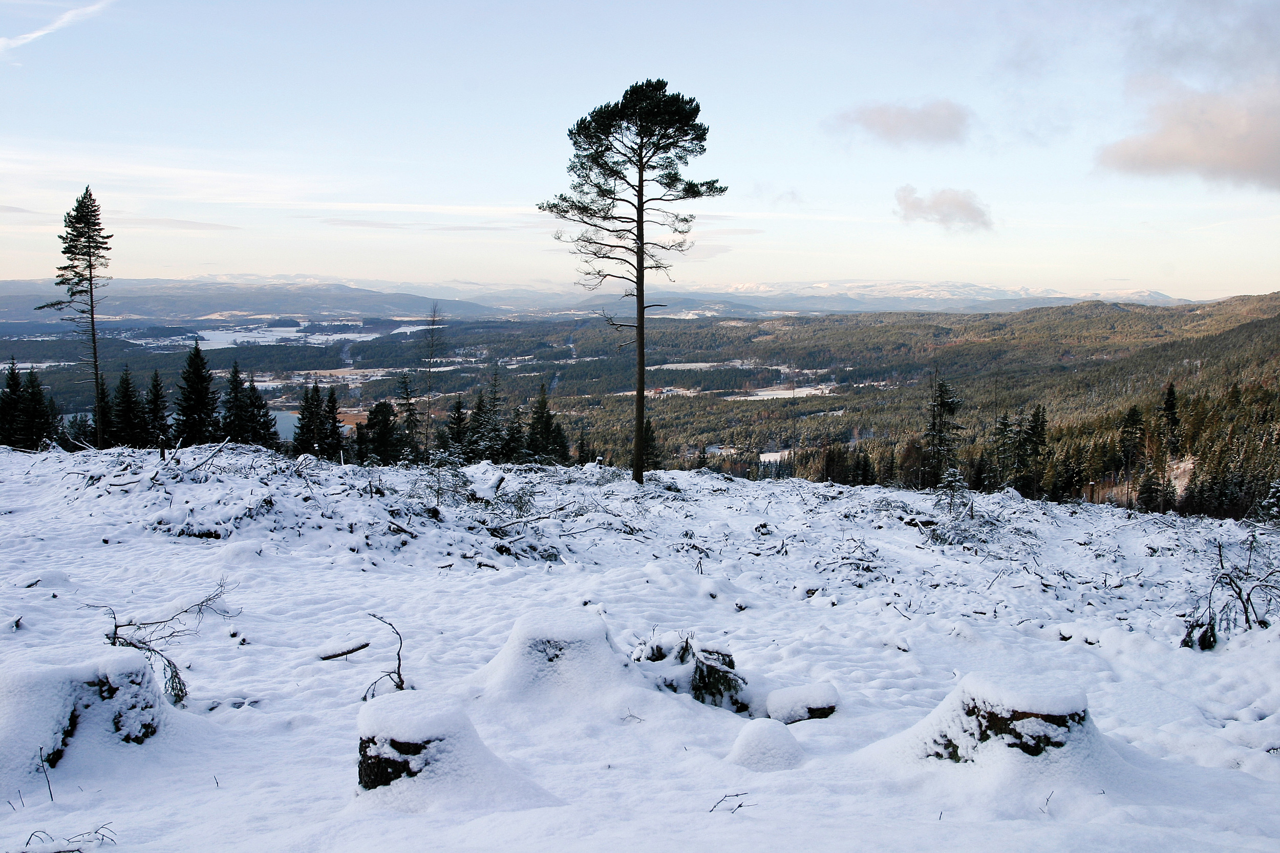 Etter hogst skal det settes igjen minst fem stormsterke livsløpstrær per hektar. Ringerike, Buskerud. Foto: John Yngvar Larsson, NIBIO
