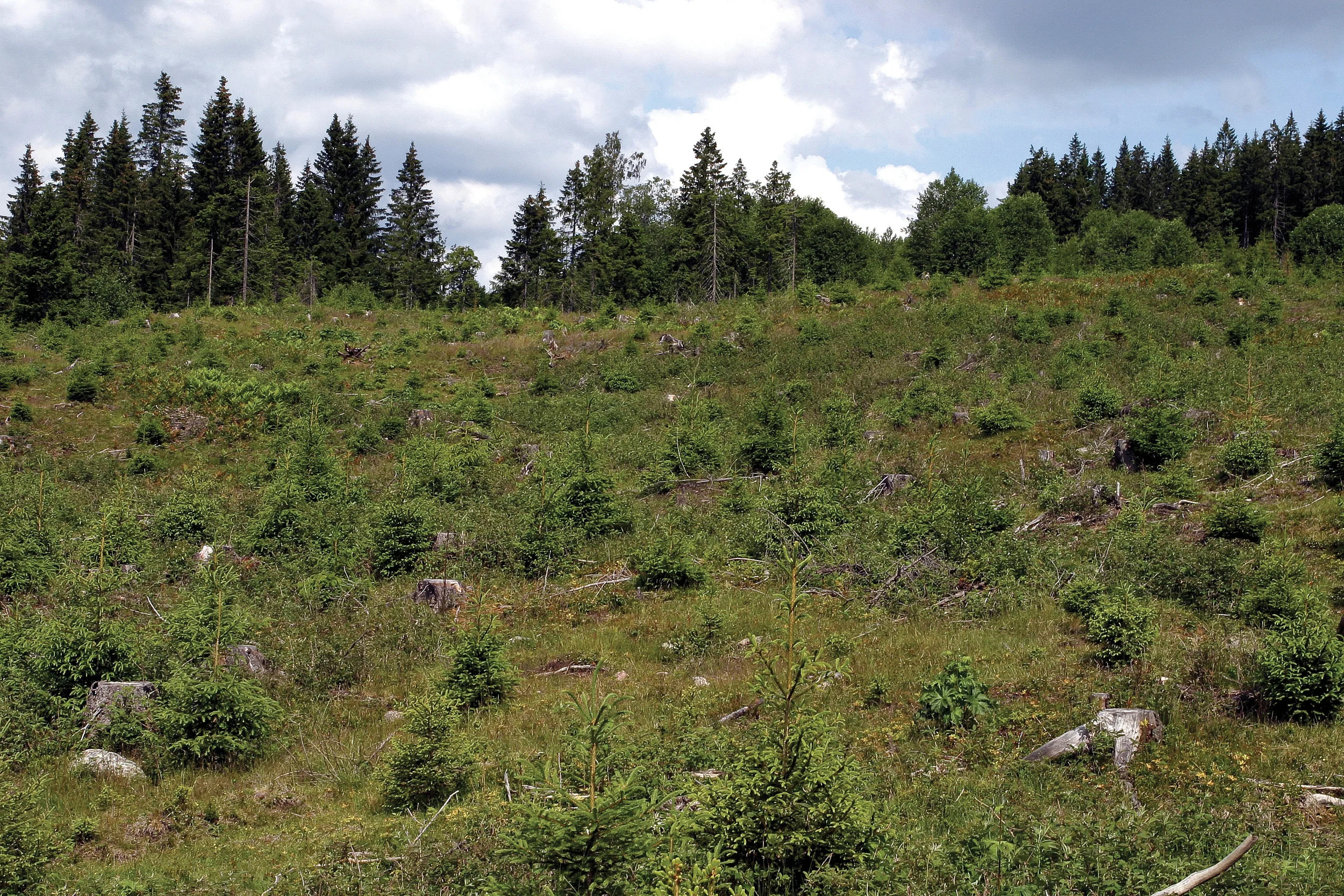 Flatehogst brukes fortsatt på det meste av arealet som skal forynges. Lunner, Oppland. Foto: John Yngvar Larsson, NIBIO
