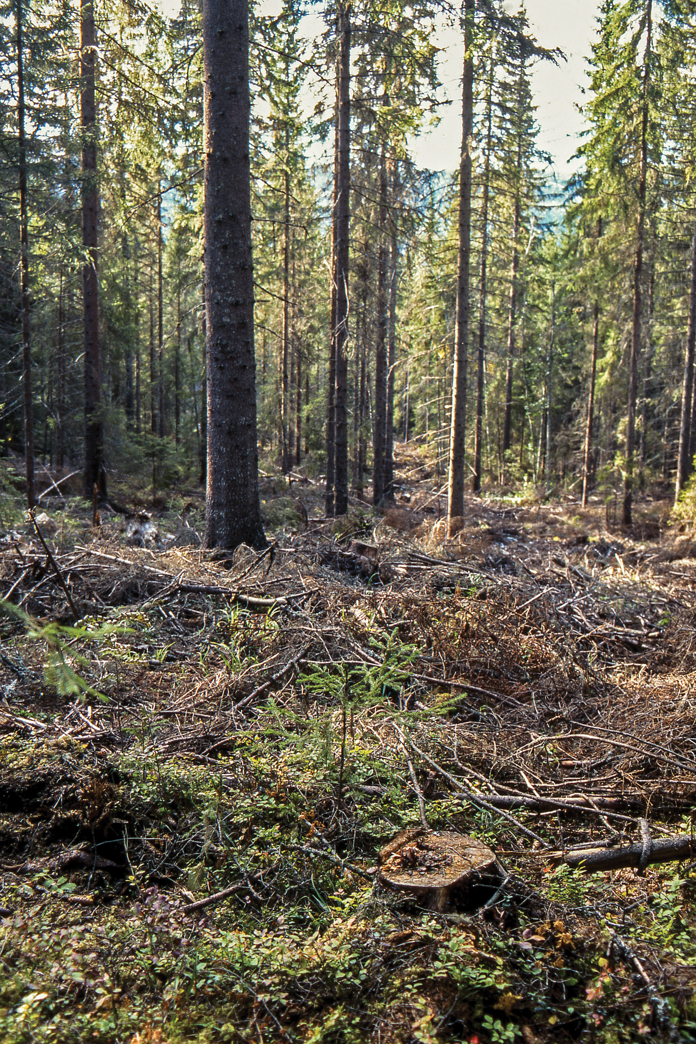 Andelen lukkede hogster utgjorde cirka sju prosent av foryngelsesarealet som ble kontrollert i 2016. Rendalen, Hedmark. Foto: John Yngvar Larsson, NIBIO