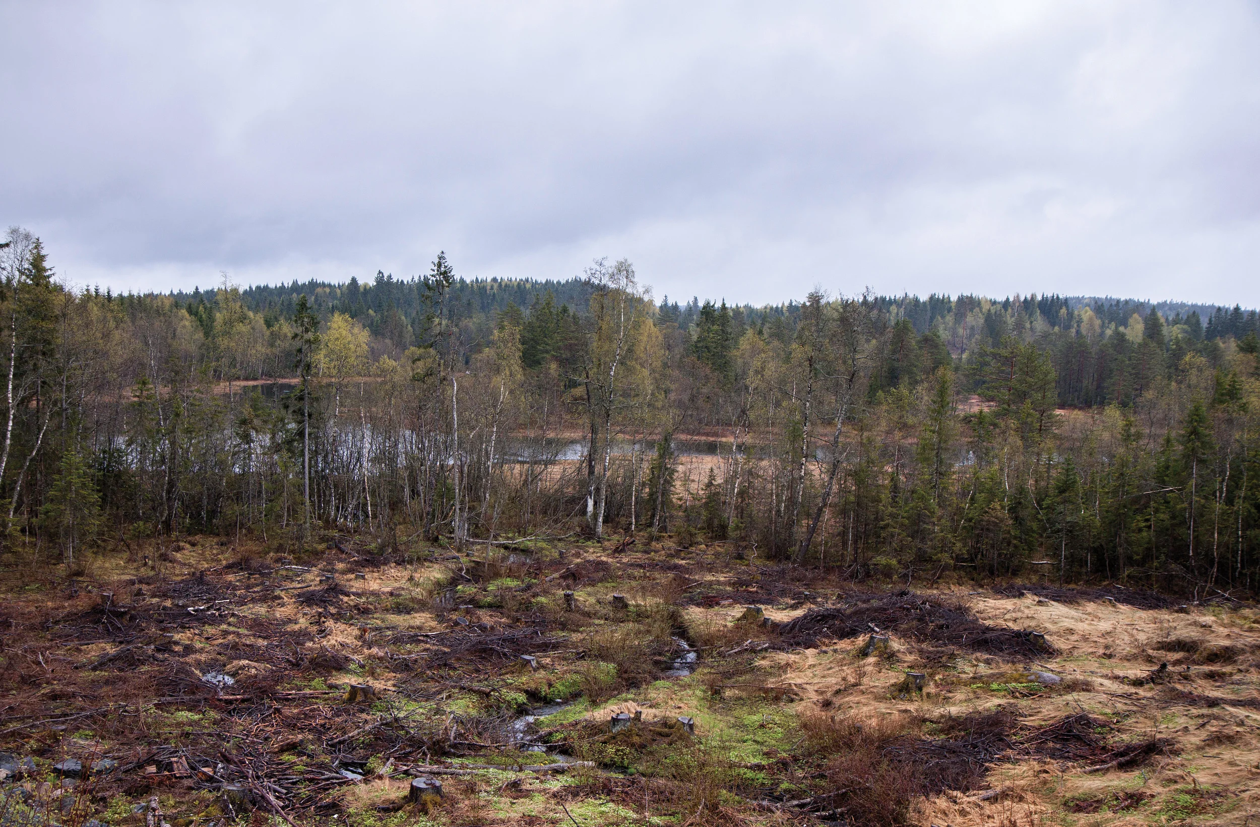 Kantsone mot elv i edellauvskog eller sumpskog skal være 25–30 meter brede. Ringerike, Buskerud. Foto: John Yngvar Larsson, NIBIO